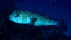 Porcupine Fish