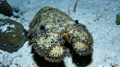 Slipper Lobster