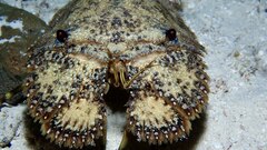 Slipper Lobster 2